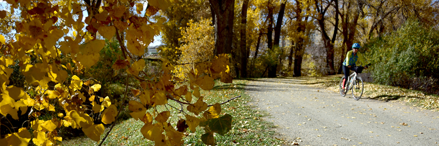 Cyclist traveling on a soft surface trail under autumn trees.