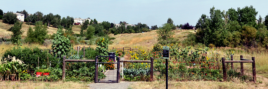 A variety of vegetables and plants grow in a fenced-in community garden.