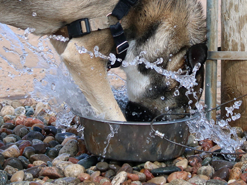 Dog Park Water Bowl