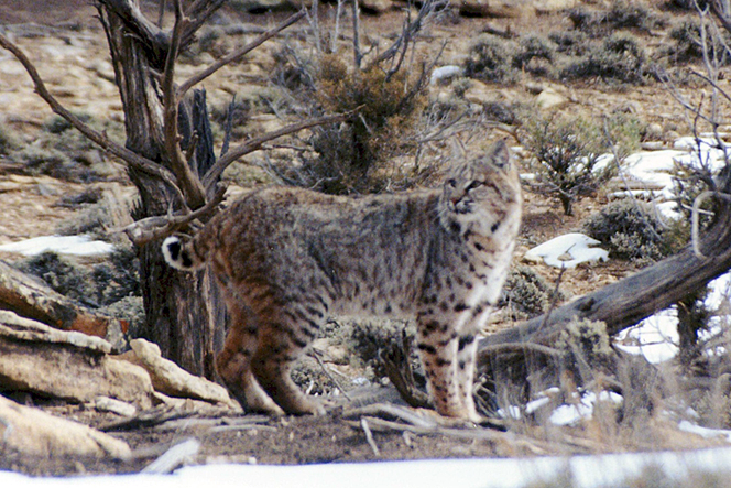 Bobcat Open Space