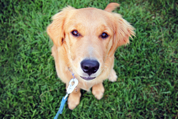 Dog on leash thumbnail