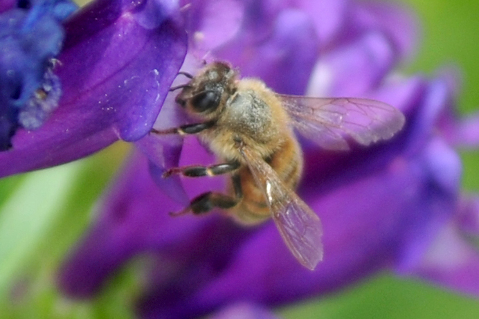 A bee rests on a purple flower.