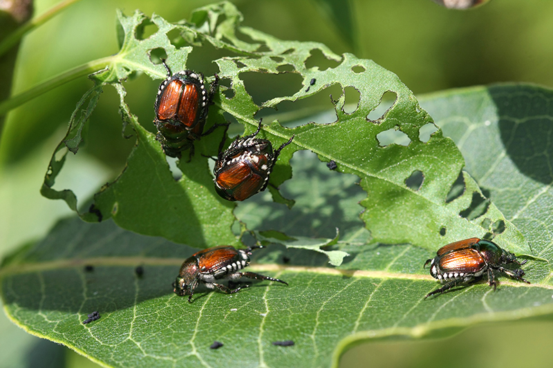 Japanese Beetle1