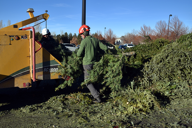 Christmas Tree Recycling