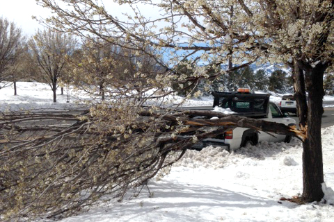 A tree with a broken branch caused by a spring snowstorm in Highlands Ranch.