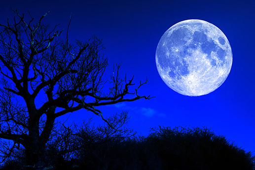 A bright full moon behind a silhouetted tree.