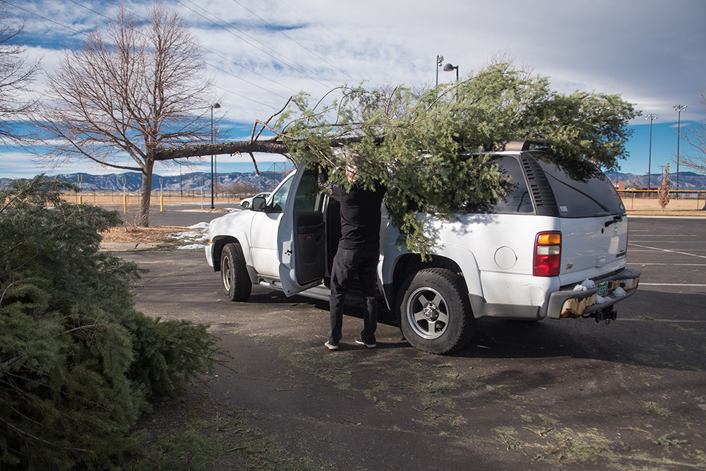 Christmas Tree Recycling