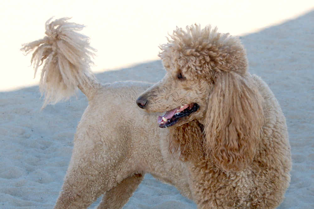 A poodle stands in the shade at an off-leash dog park