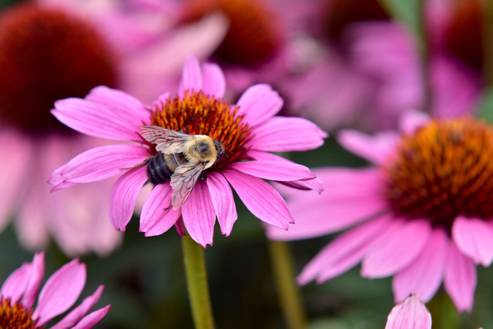 A bee sits on a purple coneflower in a garden bed