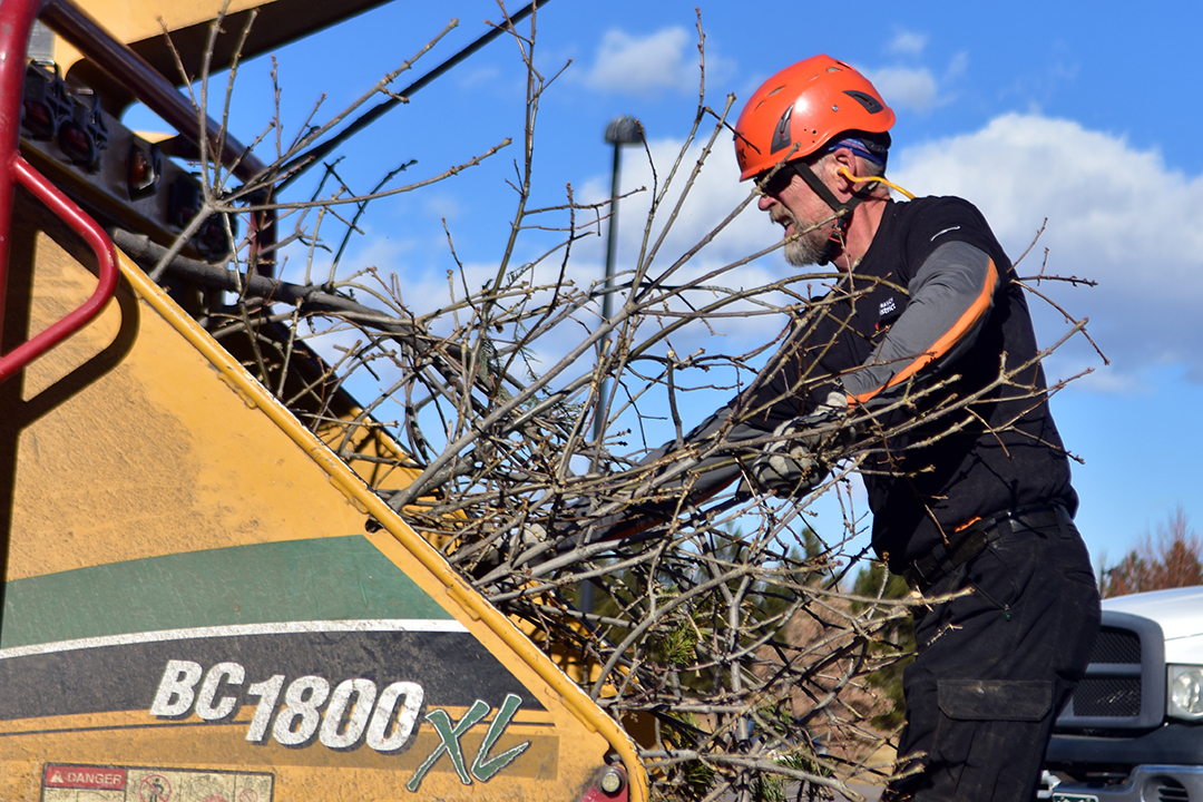 A forestry technician feeds tree branches into a chipper to be recycled into mulch.