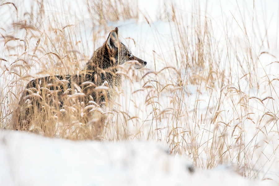 A coyote stands in a snowy, grassy open space.