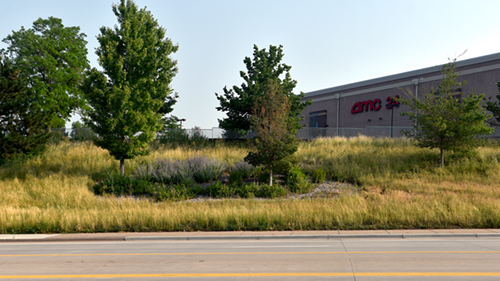 Tall, golden native grass surrounding trees and planting beds on a parkway conversion slope