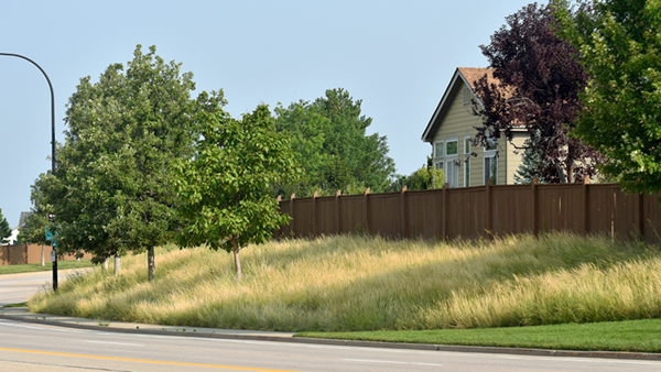 Alternative grass in August grows tall and golden, with short green bluegrass in the foreground.