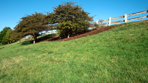 Bright green alternative grass during the spring.