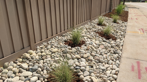 Freshly planted ornamental grasses surrounded by mulch and cobble on a narrow strip of parkway landscaping.