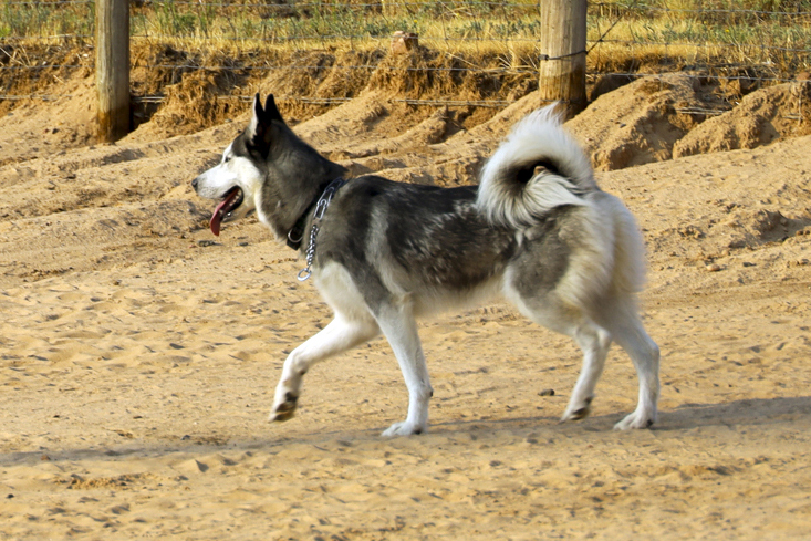 A husky runs through a sandy dog park.