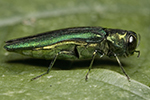 Emerald Ash Borer