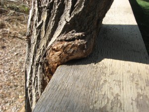 Trees should not lean on, touch or hug the fence.