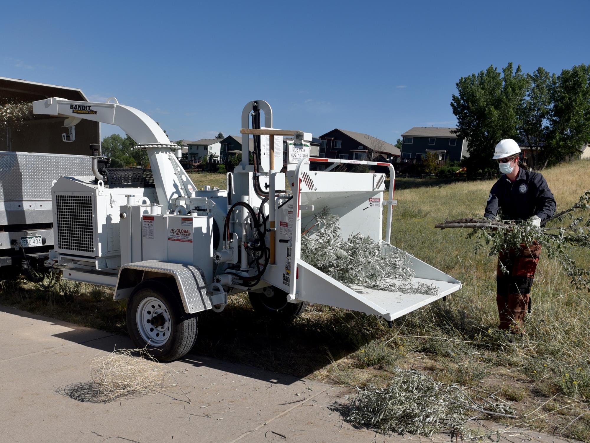 Russian Olive Removal