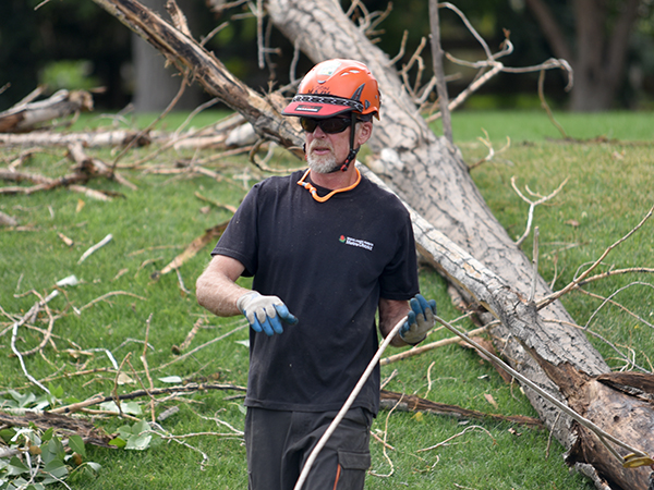 Damaged Trees