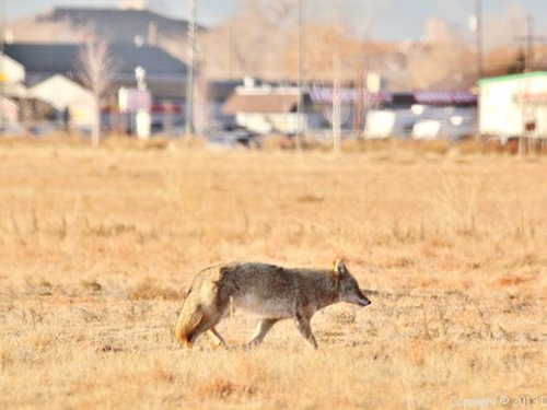 A coyote walks through a dry grass field with businesses and buildings far off in the background.