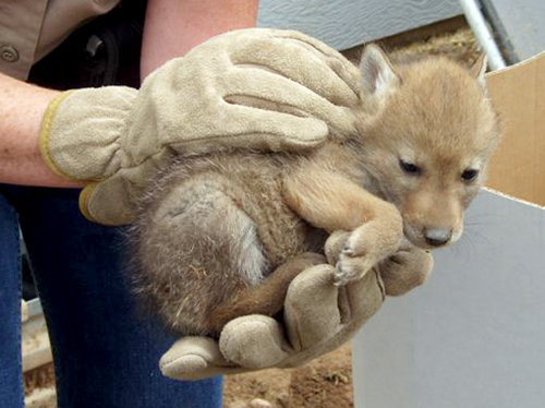 A close up of a young, rescued coyote pup after being rescued from a window well.