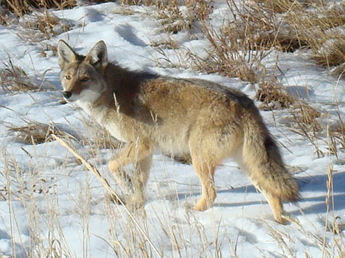 A coyote walks through snowy open space grass field during winter.