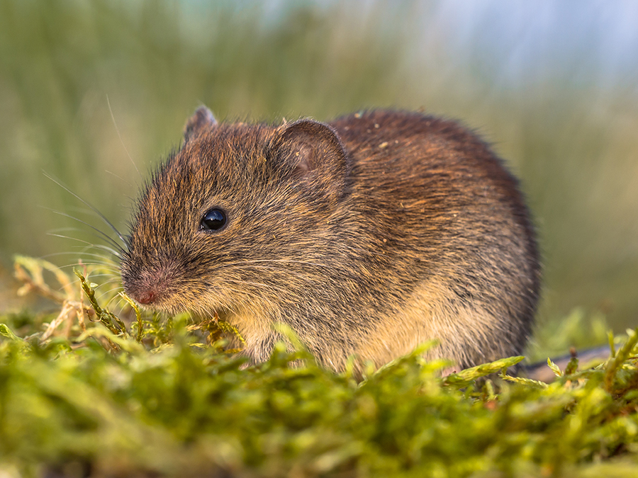 Vole