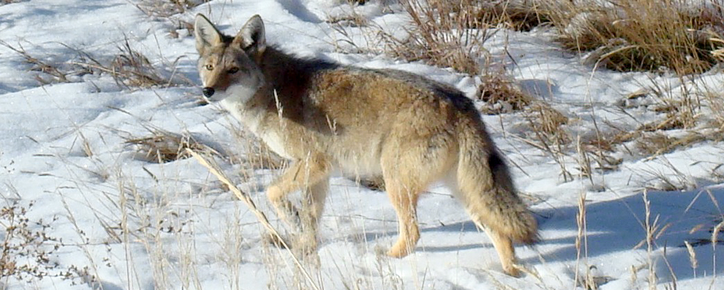 Coyote